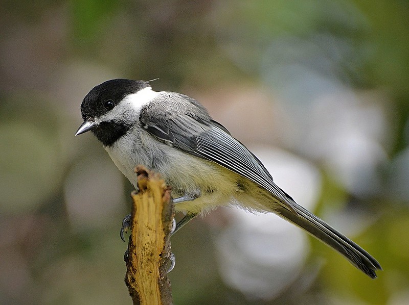 Chickadee