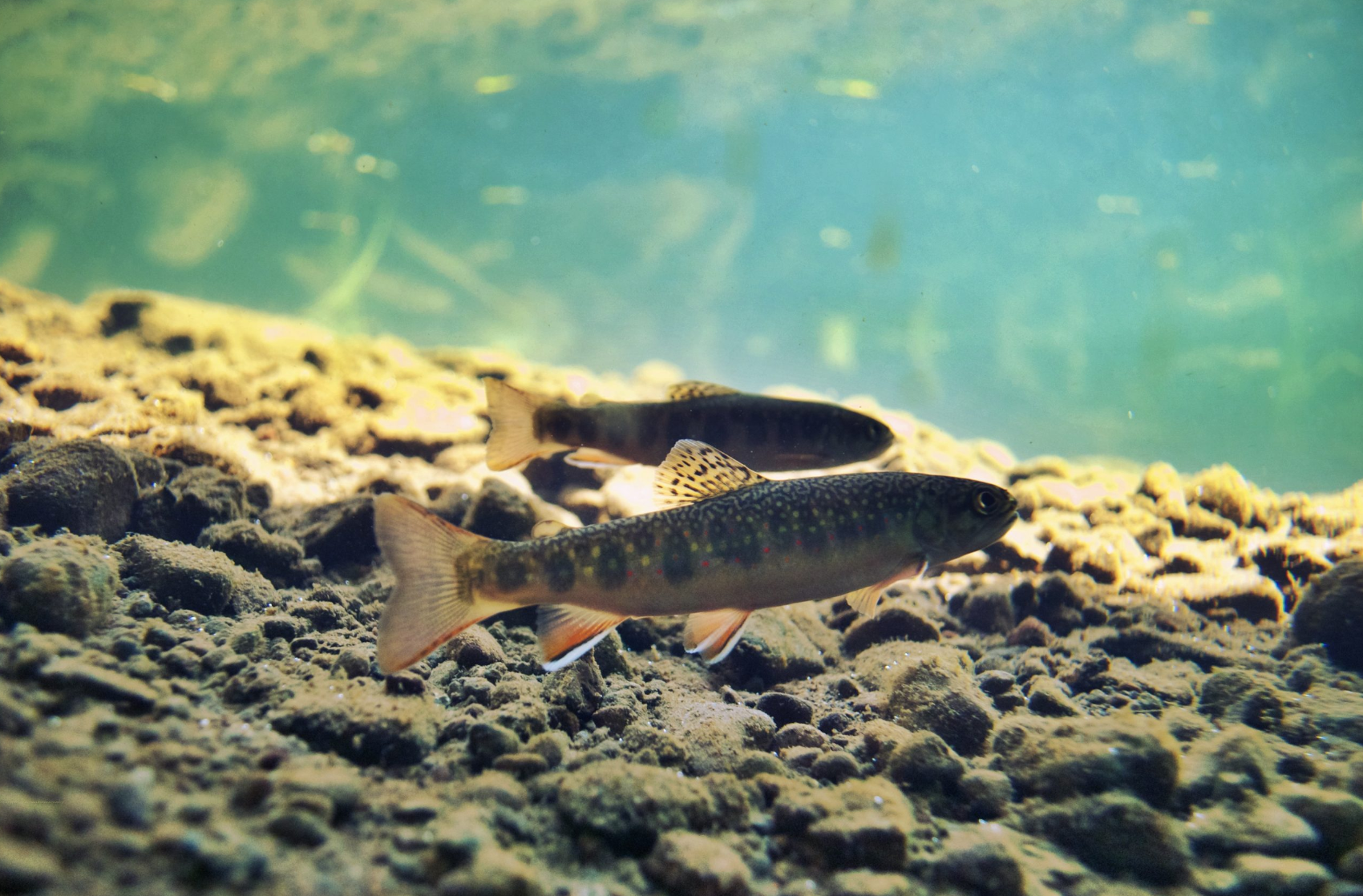 Native Trout Research