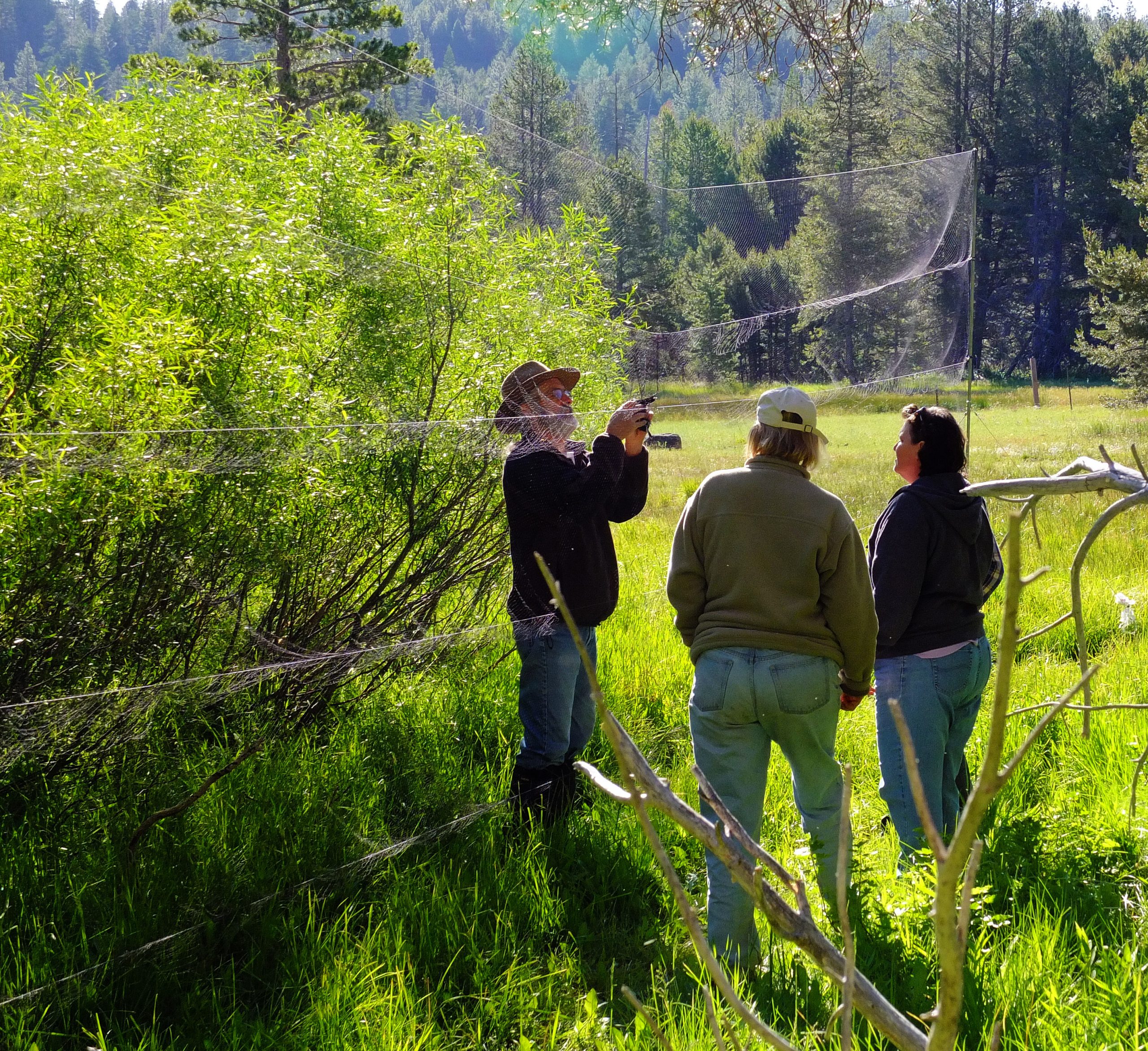 Avian Monitoring