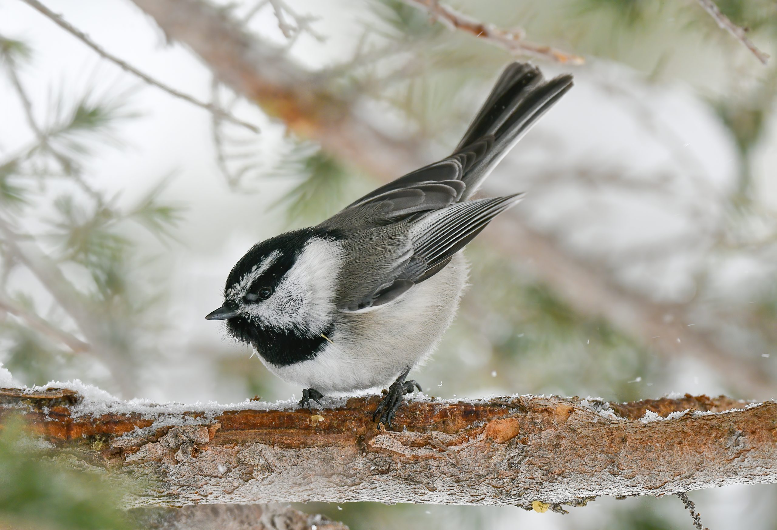 Chickadee Memory