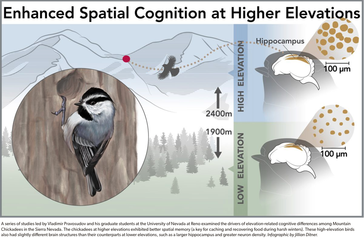 High Elevation Chickadee